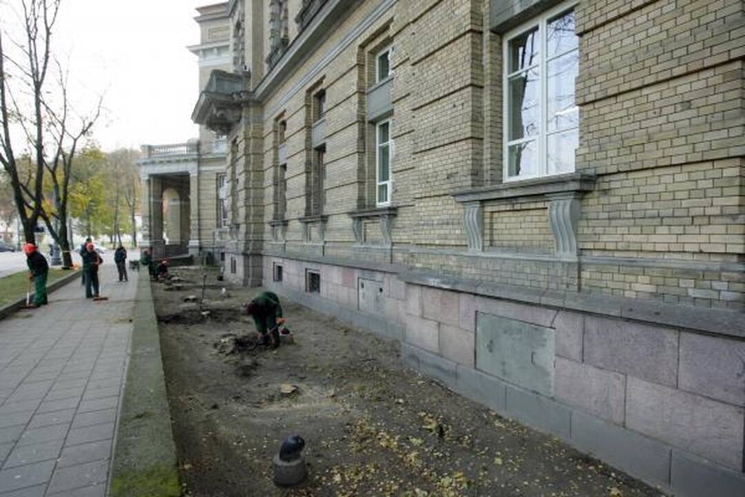 Vilnių ir žiemą puoš žydinčios gėlės