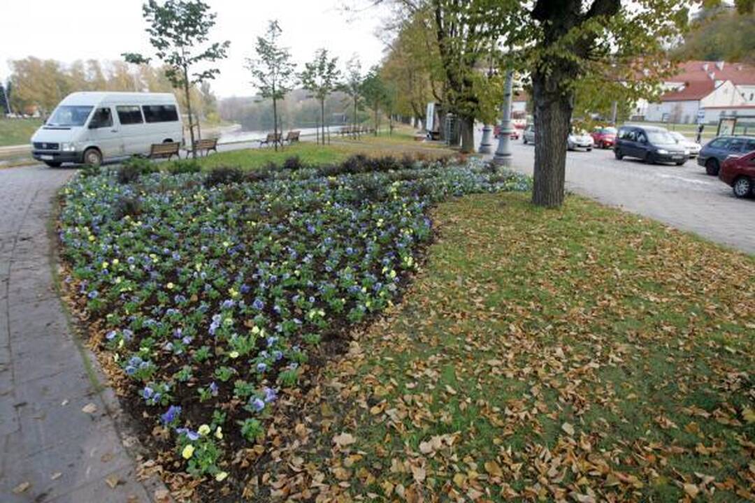 Vilnių ir žiemą puoš žydinčios gėlės