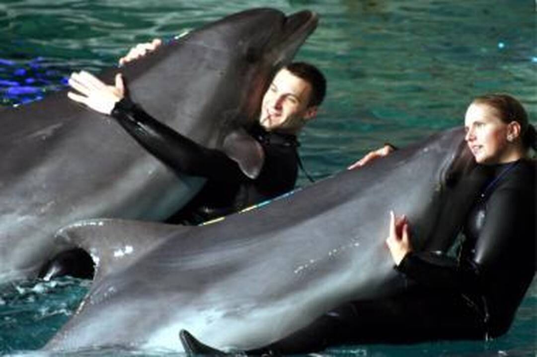 Prisipažinti meilę padės delfinai