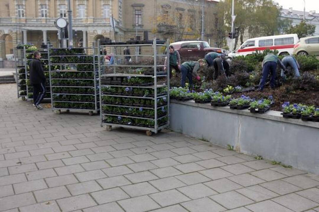 Vilnių ir žiemą puoš žydinčios gėlės
