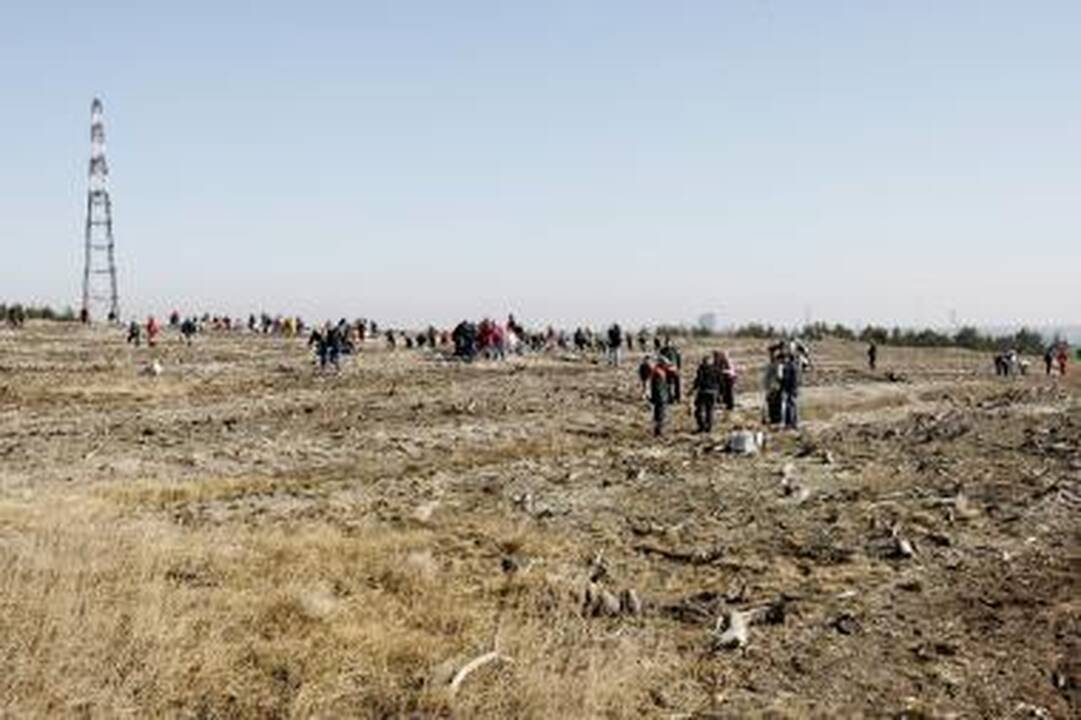 Kuršių nerijoje baigiama atsodinti išdegusį mišką 