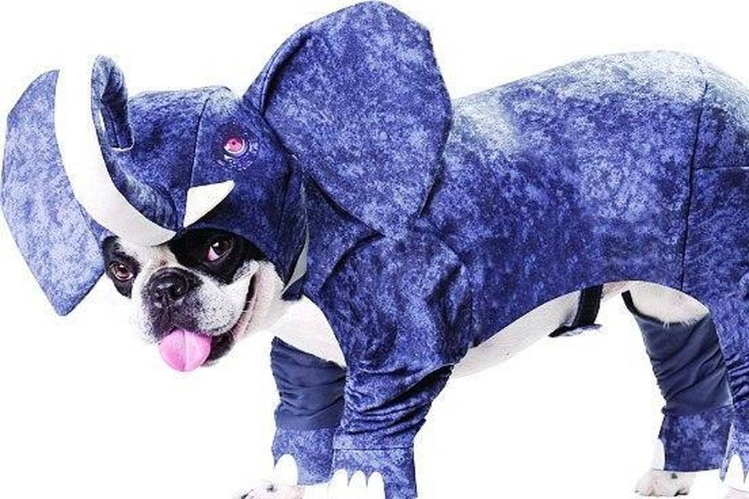 Nauji kostiumai šuniukus paverčia dinozaurais