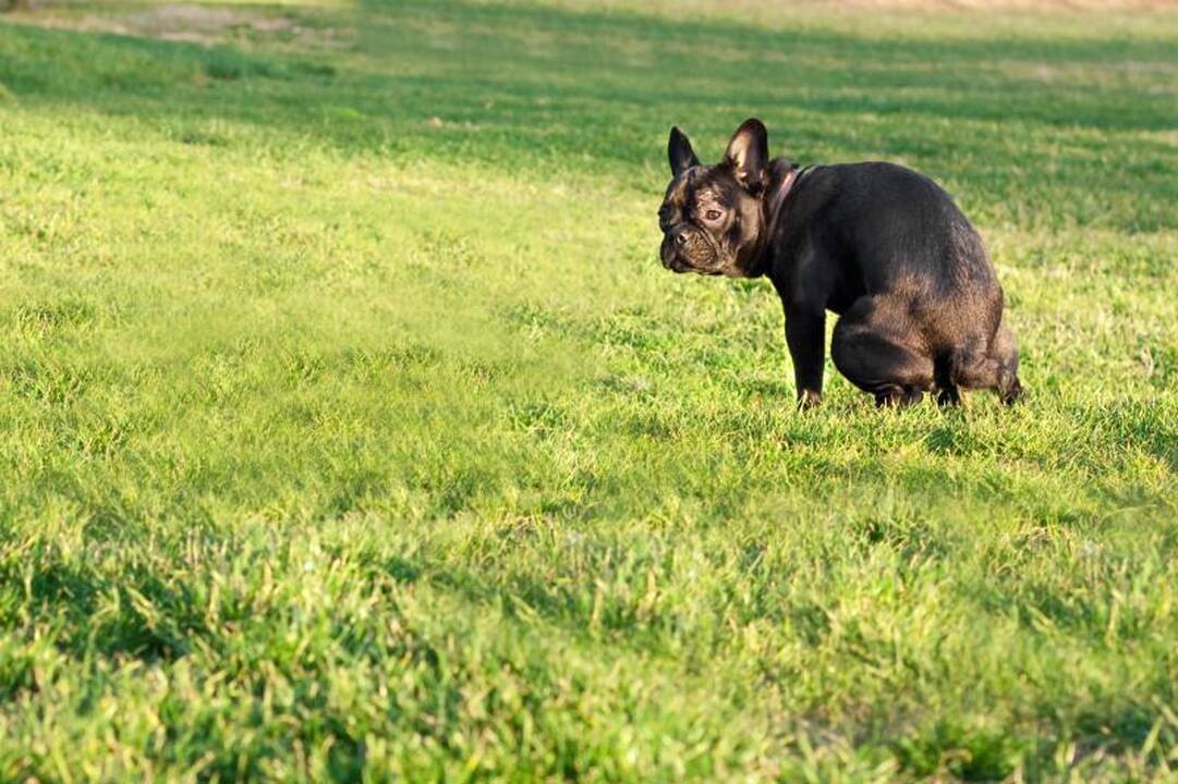 Siūloma bauda už aplinką teršiančius šunis – 500 litų