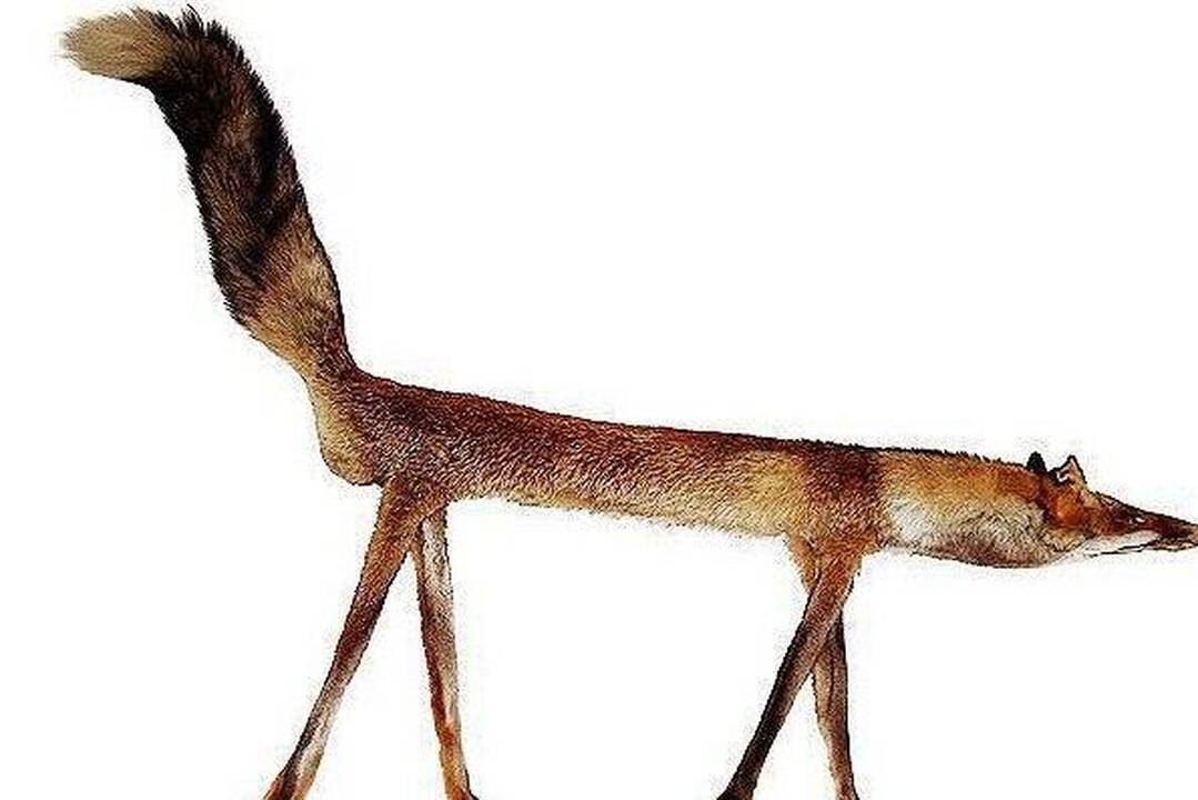 Išdarkytos gyvūnų iškamšos