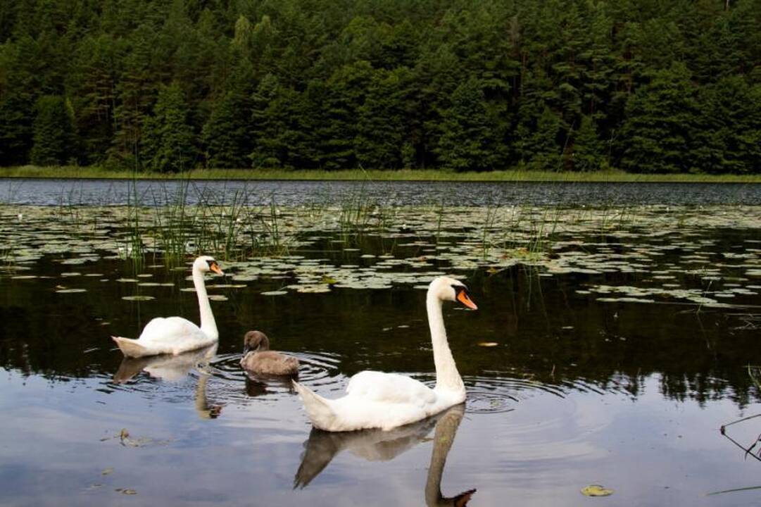 Kelionė po Nalšią - Sirvėtos regioninis parkas