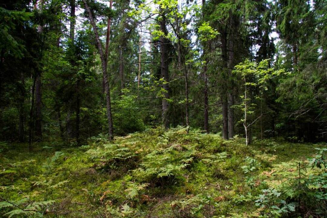 Kelionė po Nalšią - Sirvėtos regioninis parkas