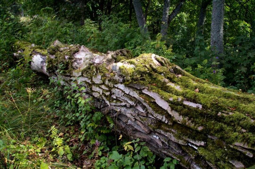 Kelionė po Nalšią - Sirvėtos regioninis parkas