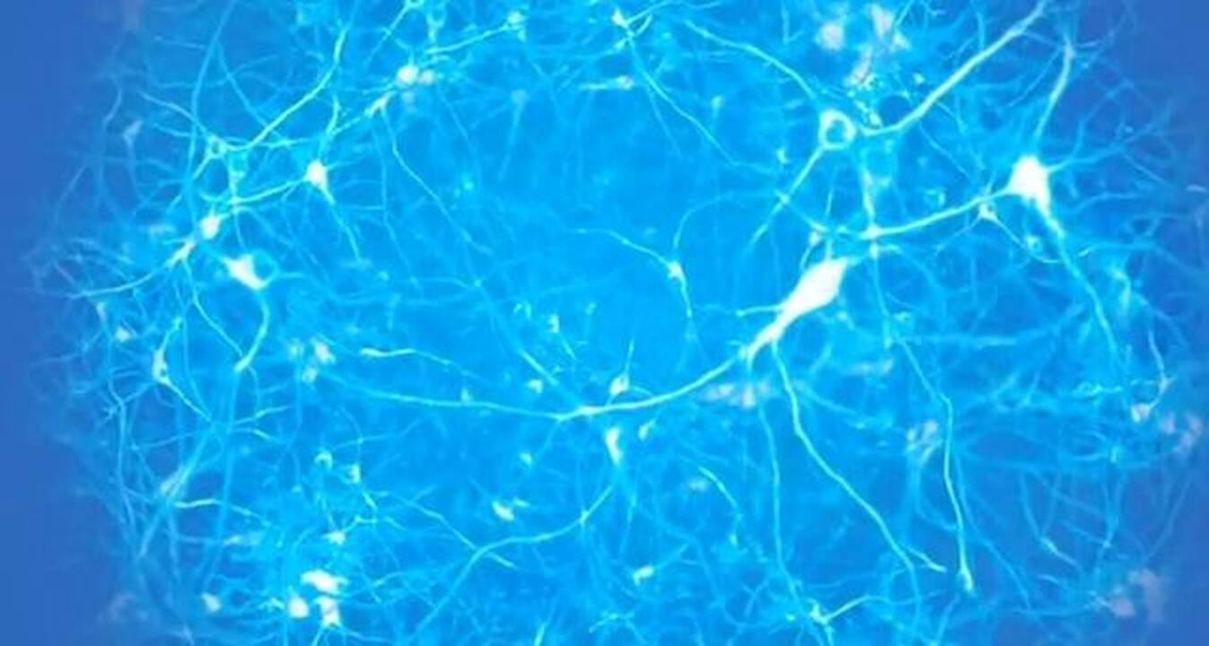 Elektra papurtytos smegenys matematiką supranta geriau