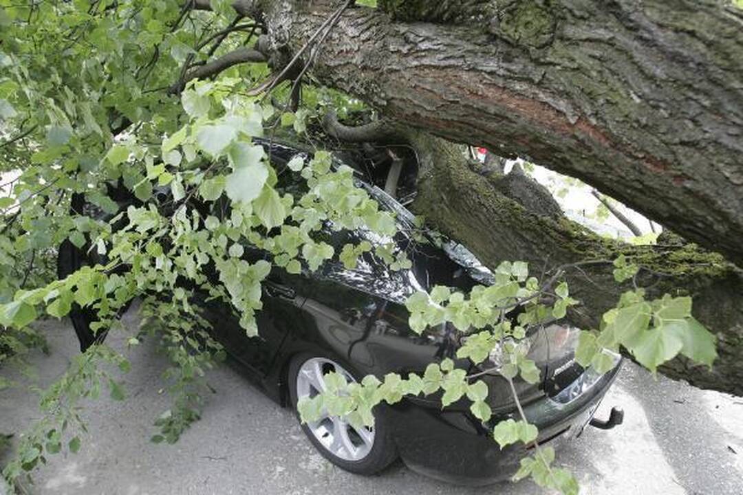 Kauno centre nuvirtęs topolis prispaudė apynaujį automobilį (papildyta)