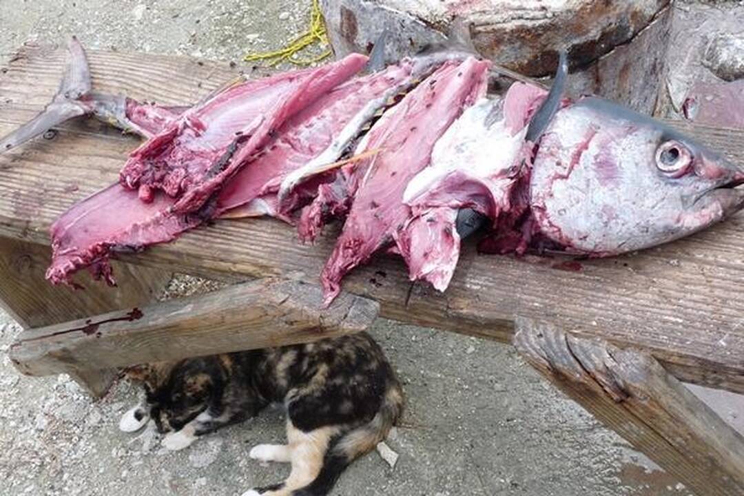 „Ragainės II“ įgulos įspūdžiai iš Polinezijos salų