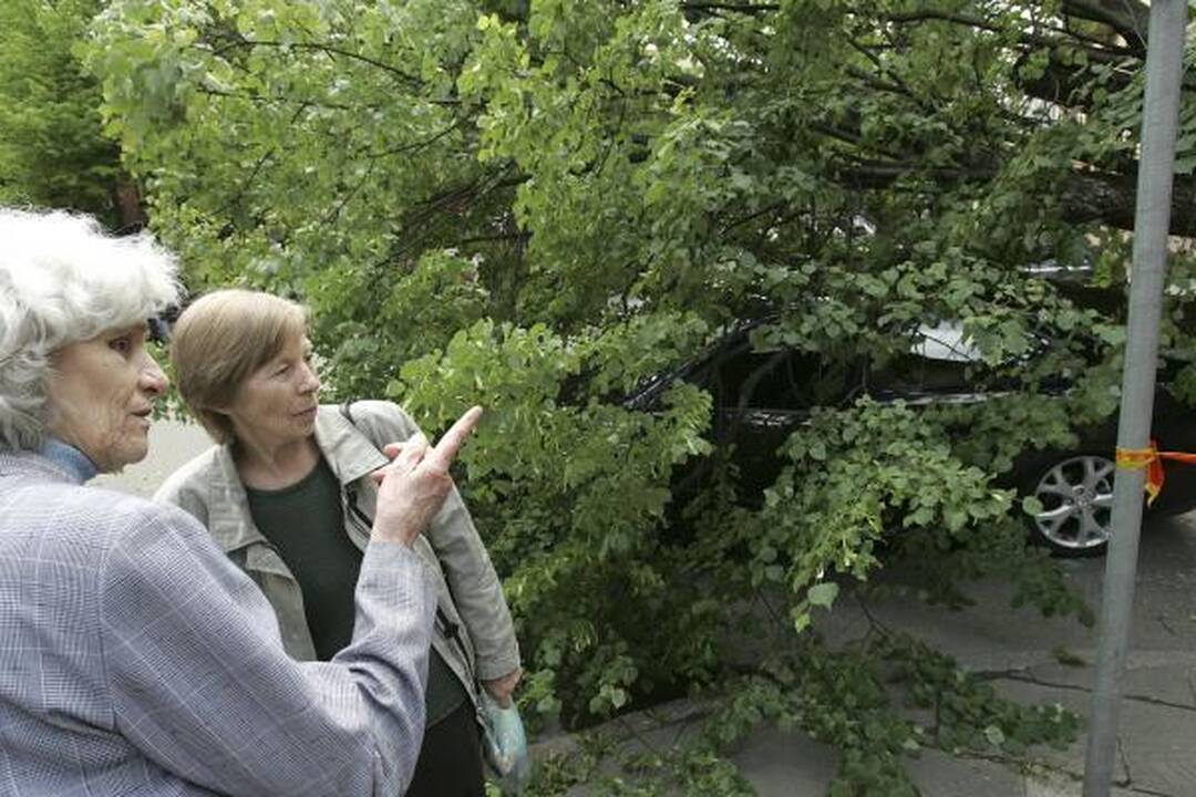 Kauno centre nuvirtęs topolis prispaudė apynaujį automobilį (papildyta)