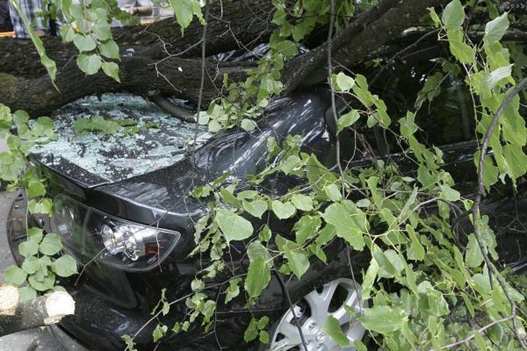 Kauno centre nuvirtęs topolis prispaudė apynaujį automobilį (papildyta)