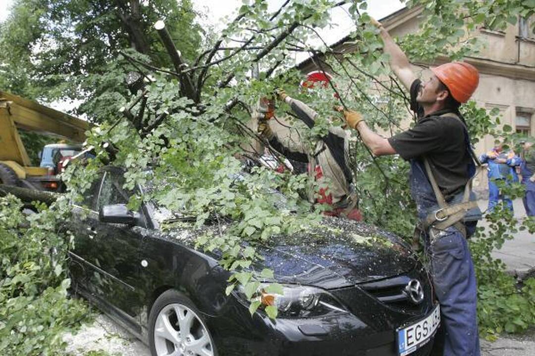 Kauno centre nuvirtęs topolis prispaudė apynaujį automobilį (papildyta)