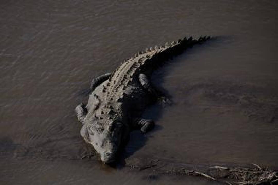 Ciklonas traumavo Australijos krokodilus
