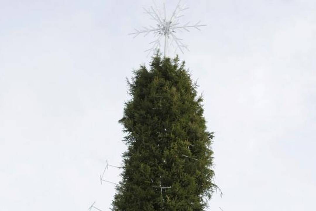 Katedros aikštėje „dygsta“ eglė