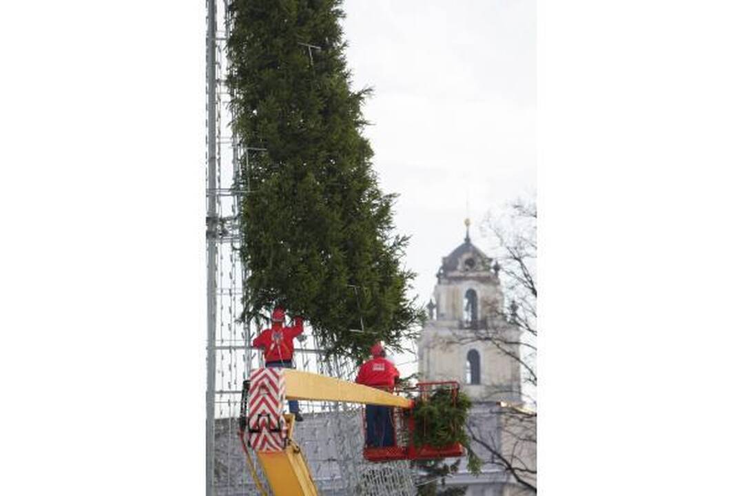 Katedros aikštėje „dygsta“ eglė