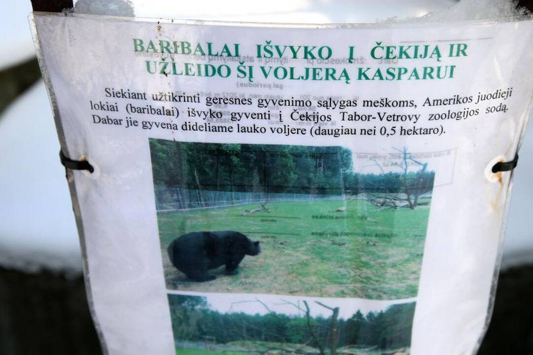 Ligos palaužtas lokys Kasparas taps muziejaus eksponatu