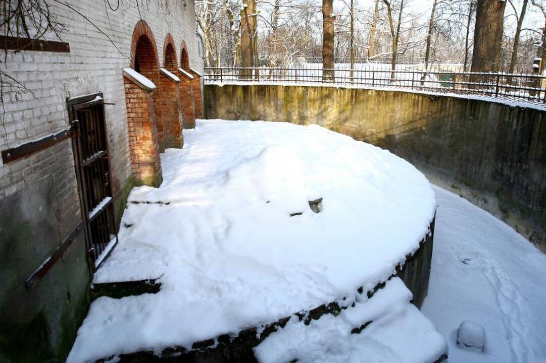 Ligos palaužtas lokys Kasparas taps muziejaus eksponatu