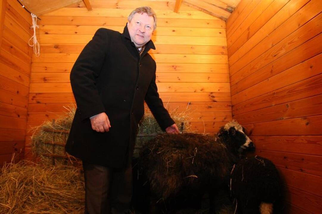 Rotušės aikštėje tradiciškai apsigyveno avys