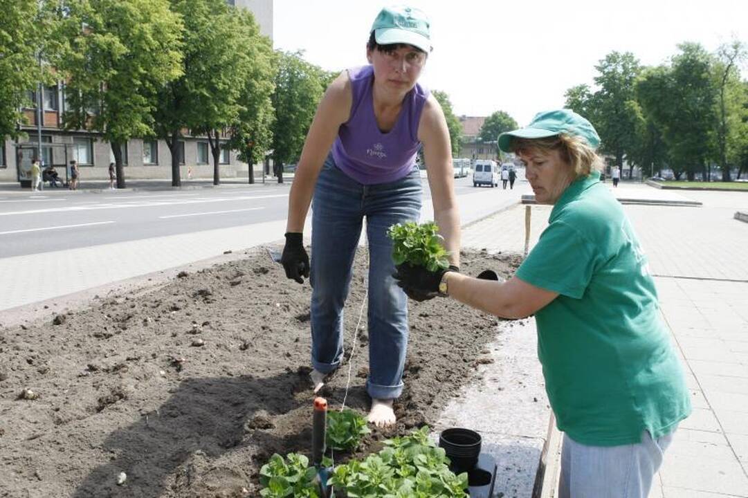 Klaipėdos gėlynuose – krepšinio čempionato atspindžiai