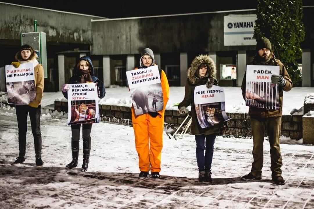 Nepaisant protestų, Kaune drambliai šoko „Gangnam style“ ritmu