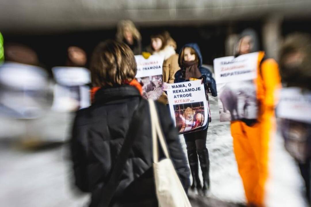 Nepaisant protestų, Kaune drambliai šoko „Gangnam style“ ritmu