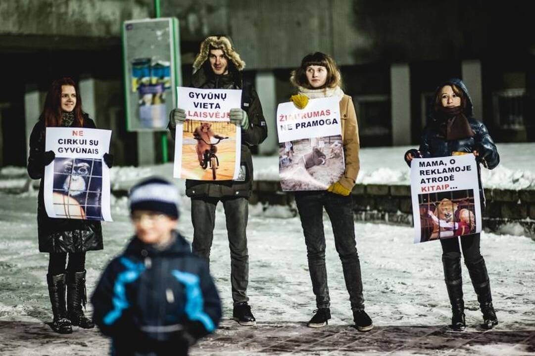 Nepaisant protestų, Kaune drambliai šoko „Gangnam style“ ritmu