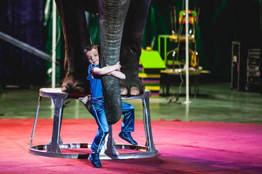 Nepaisant protestų, Kaune drambliai šoko „Gangnam style“ ritmu