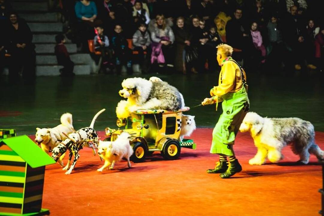 Nepaisant protestų, Kaune drambliai šoko „Gangnam style“ ritmu