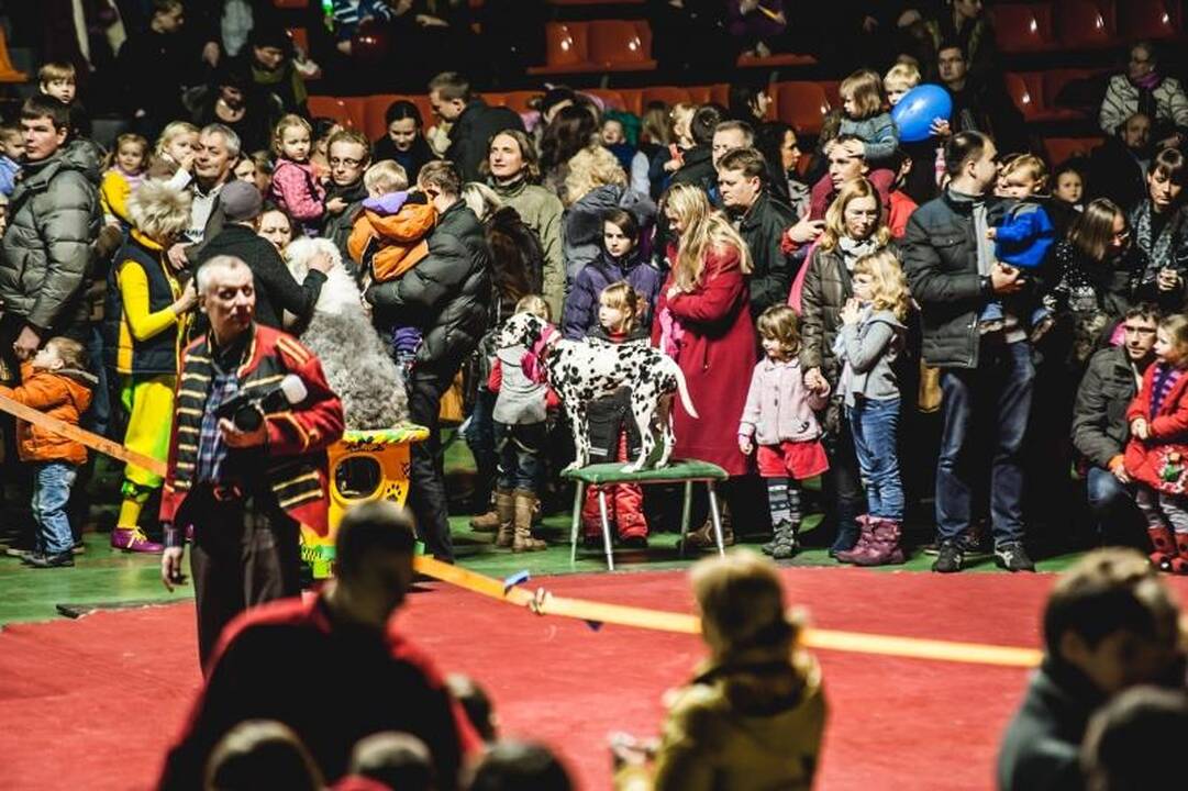 Nepaisant protestų, Kaune drambliai šoko „Gangnam style“ ritmu