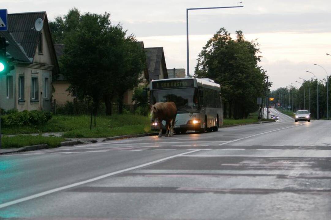 Po sostinę blaškėsi supančiotas arklys