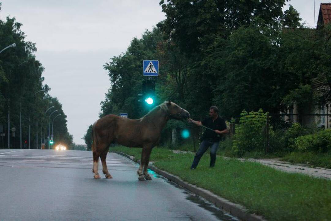 Po sostinę blaškėsi supančiotas arklys