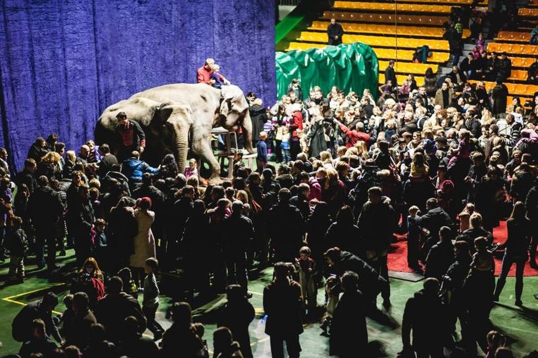 Nepaisant protestų, Kaune drambliai šoko „Gangnam style“ ritmu
