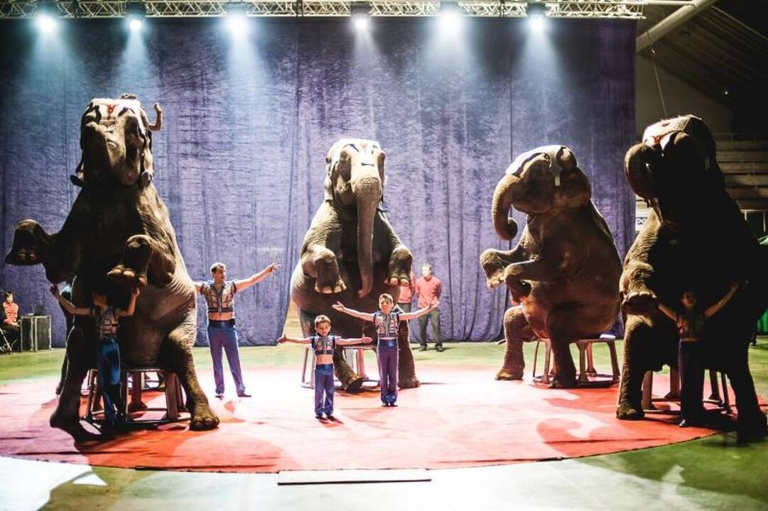 Nepaisant protestų, Kaune drambliai šoko „Gangnam style“ ritmu