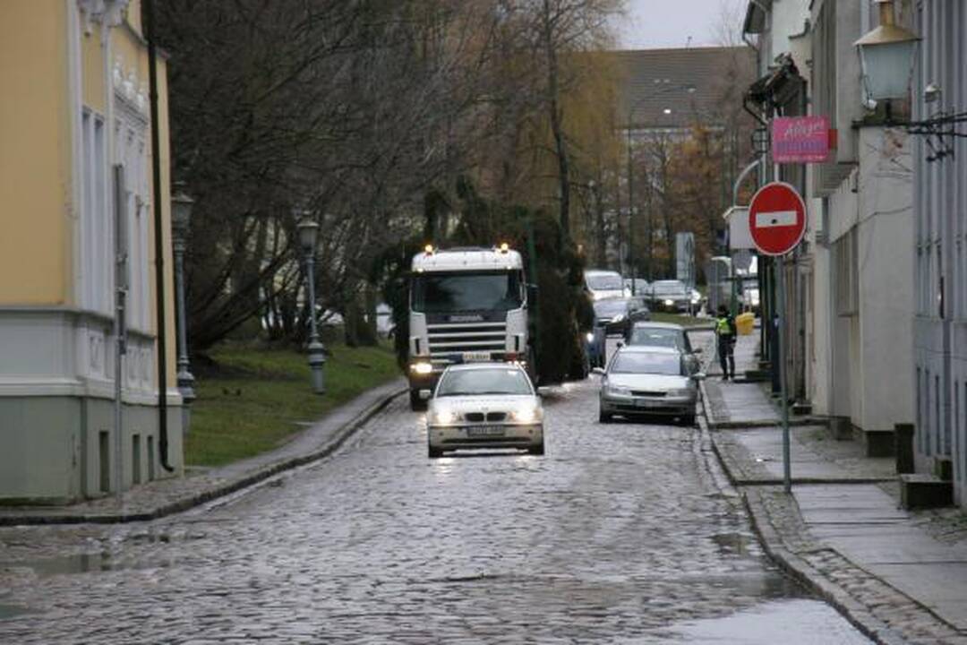 Į Teatro aikštę atvežta kalėdinė eglė