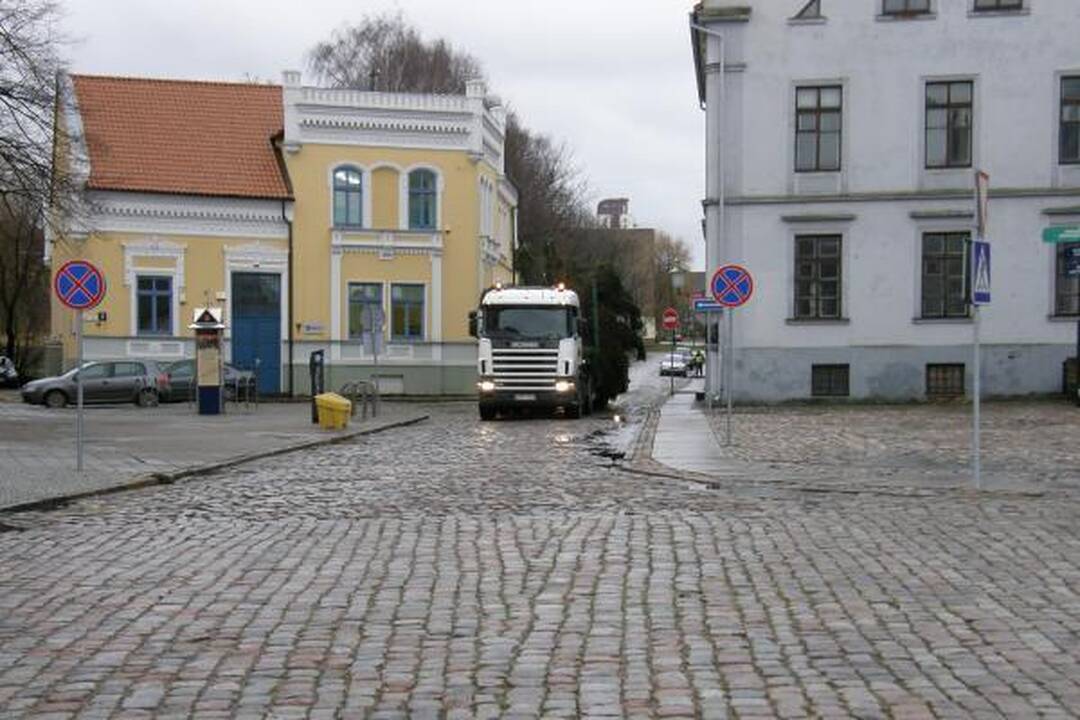 Į Teatro aikštę atvežta kalėdinė eglė