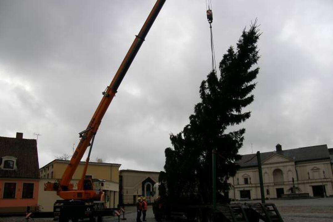 Į Teatro aikštę atvežta kalėdinė eglė