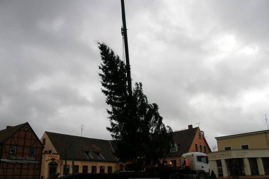 Į Teatro aikštę atvežta kalėdinė eglė