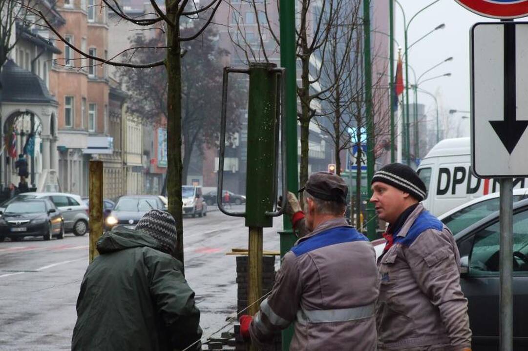 Senosios Liepų gatvės liepos jau pradėtos keisti naujomis