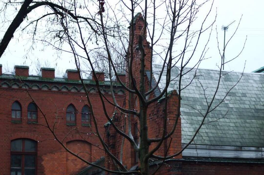 Senosios Liepų gatvės liepos jau pradėtos keisti naujomis