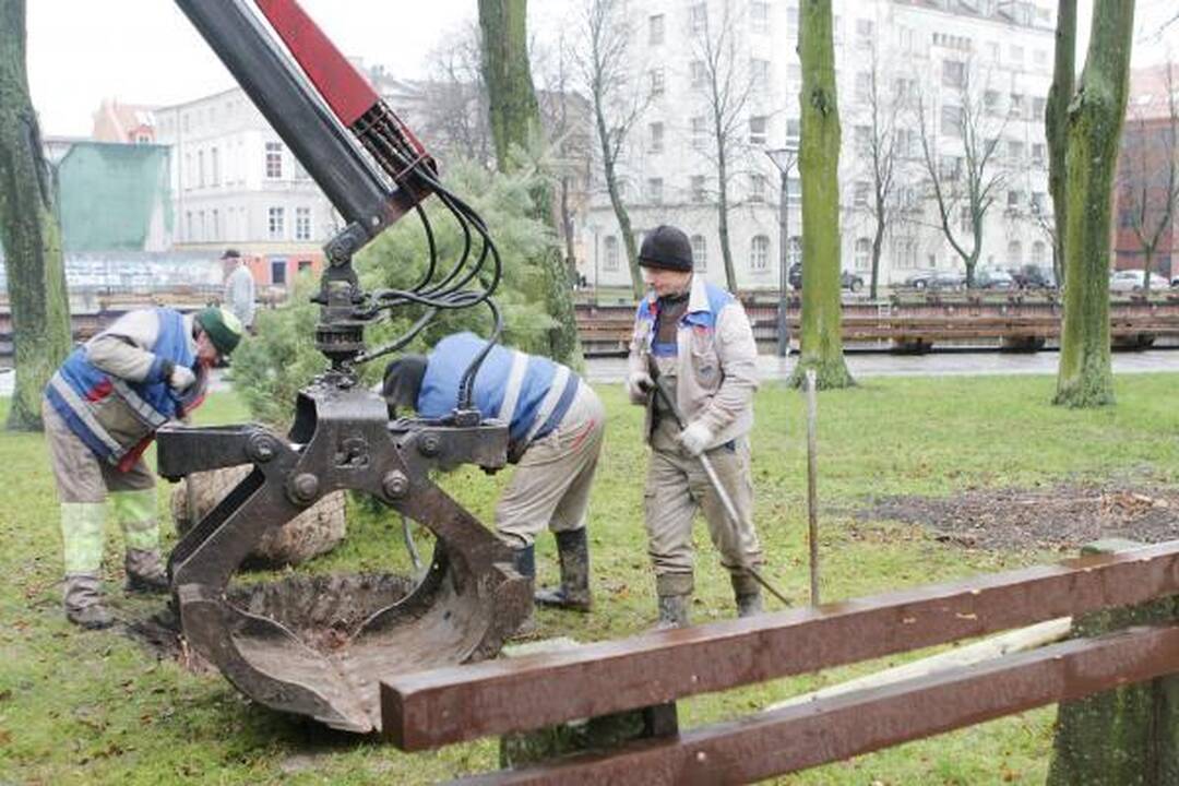 Uostamiestį toliau puošia nauja žaluma
