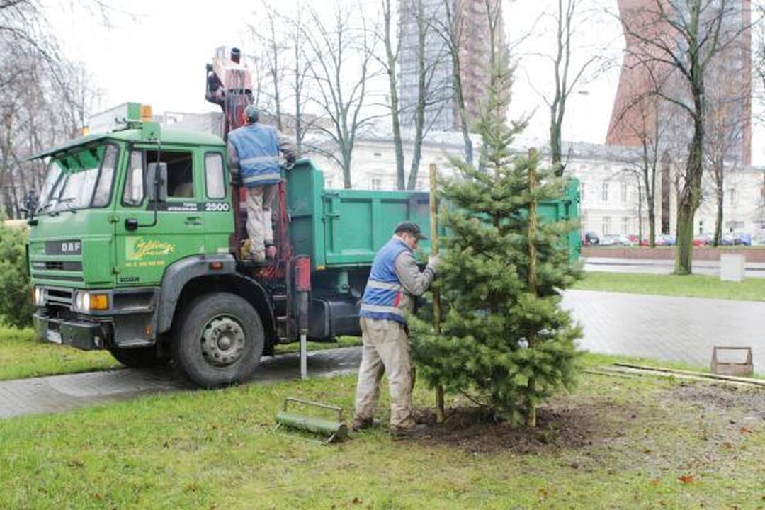 Uostamiestį toliau puošia nauja žaluma