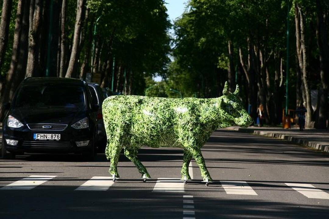 Palangos gatvėmis riedėjo spalvinga karvė