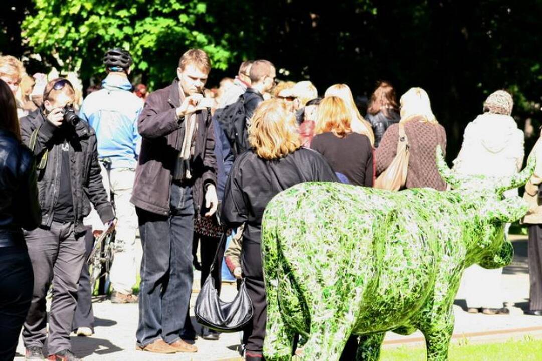 Palangos gatvėmis riedėjo spalvinga karvė