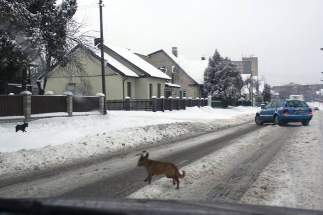 Kaune sniegas sutrikdė automobilių eismą, vilkikas pametė krovinį (dar papildyta)