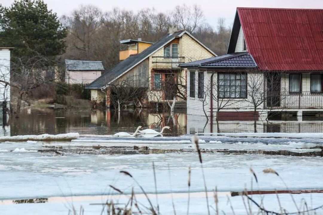 Pralaužęs pylimą Kauno rajone Nevėžis užliejo sodybas