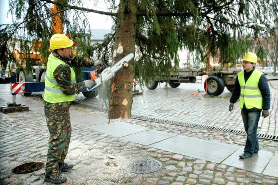 Klaipėdoje jau pastatyta Kalėdinė eglė