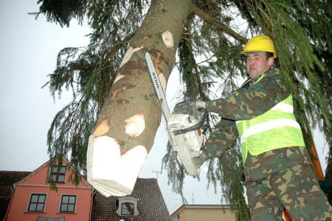 Klaipėdoje jau pastatyta Kalėdinė eglė