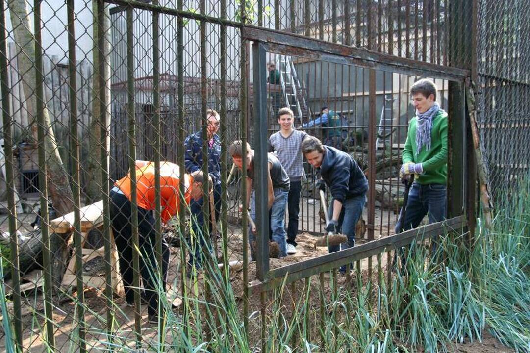 Turizmo dieną studentai praleido leopardo narve