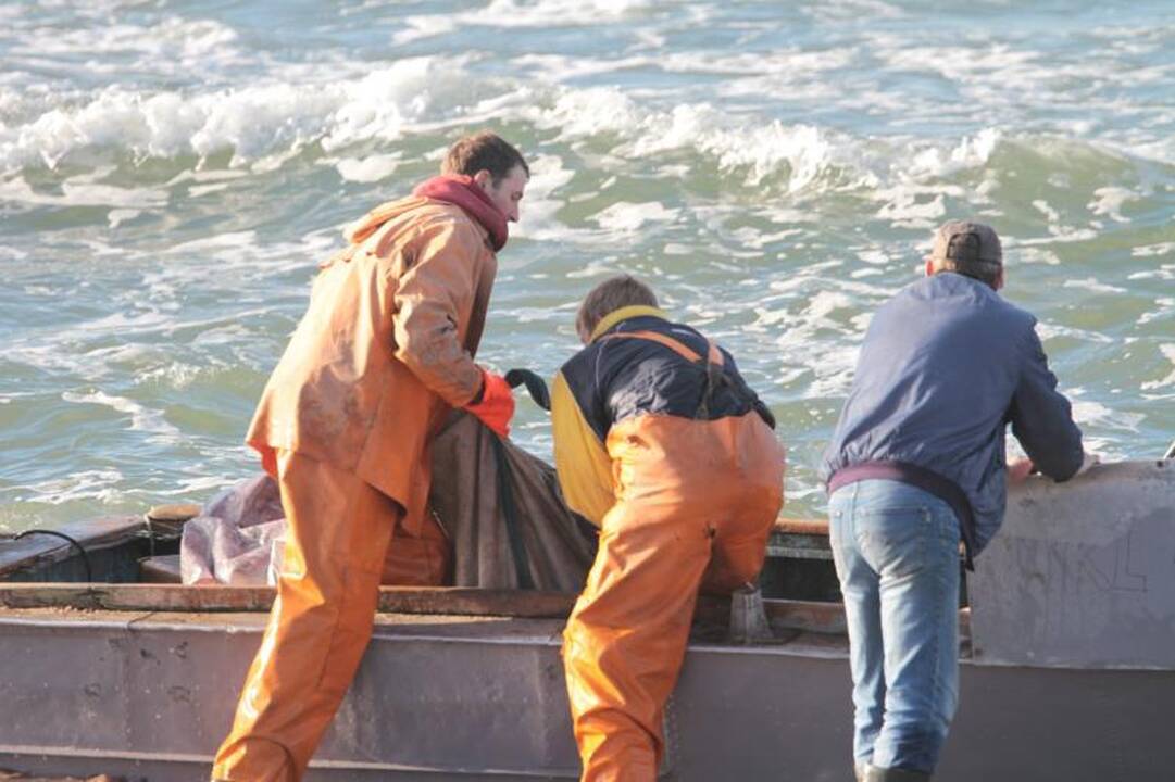 Ties Juodkrante - masinės globaliai nykstančių paukščių žudynės